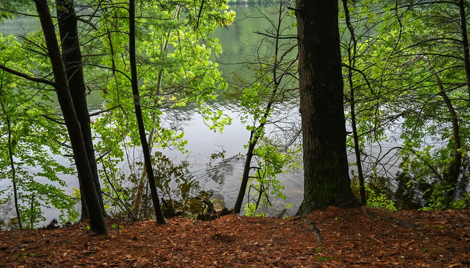 Image 30