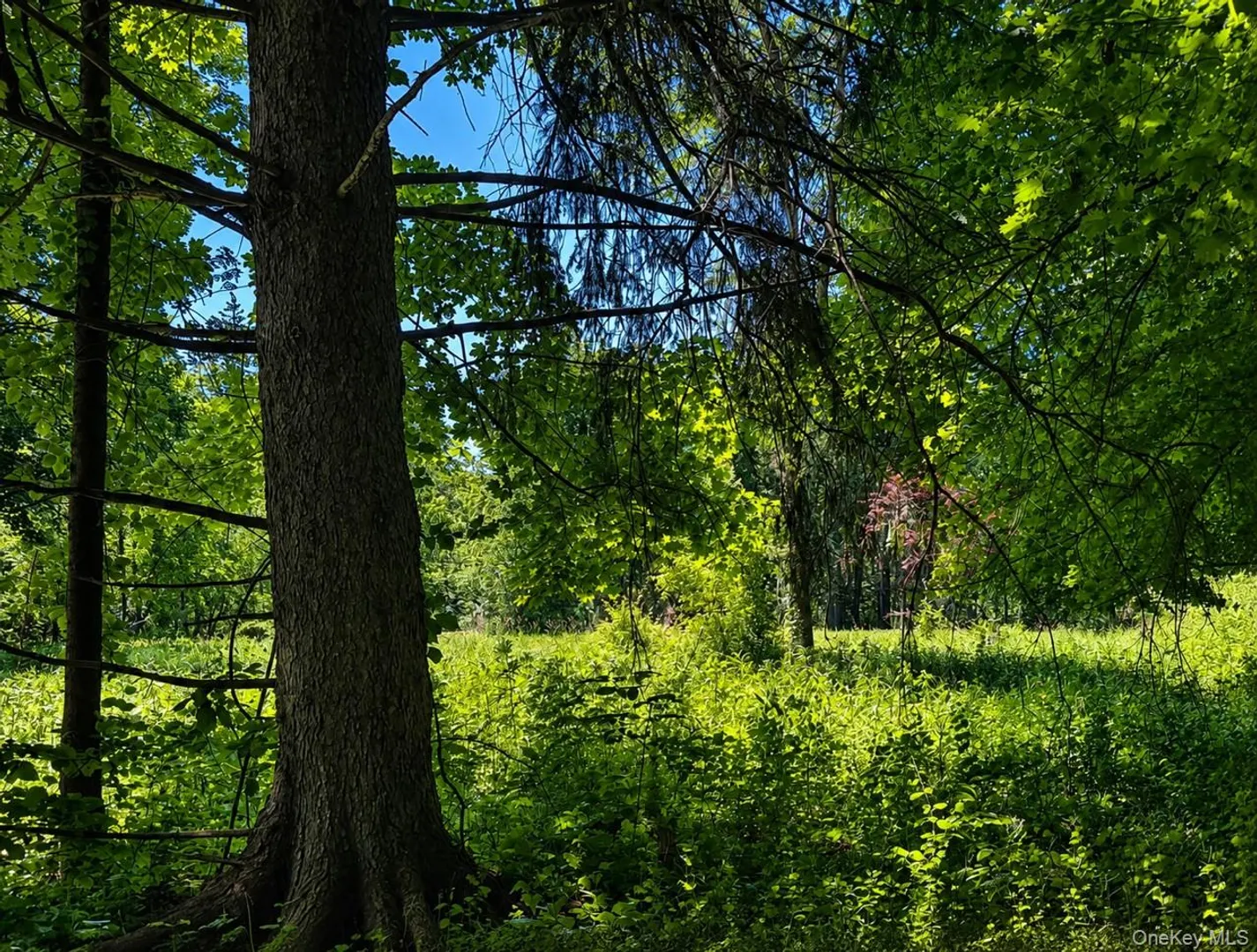 Route 55 Photo 8