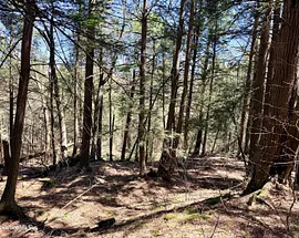 8 Hemlock Rd