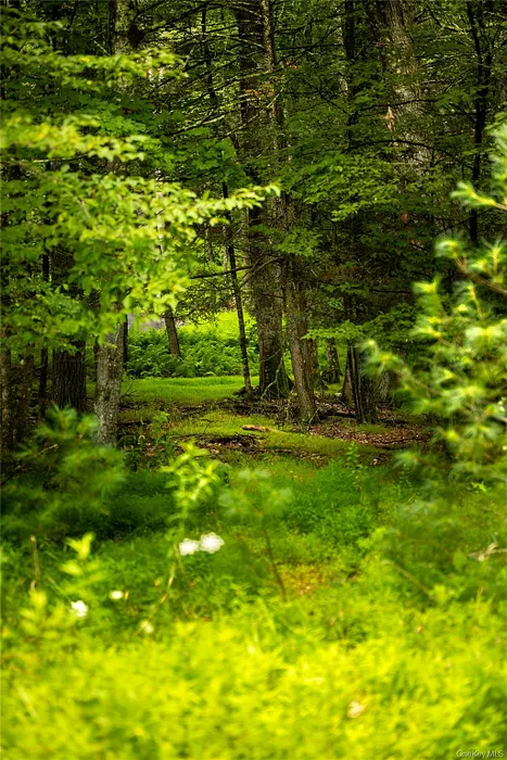 Dewitt Road Photo 9